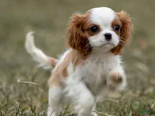 Cavalier King Charles Spaniel dogs Zoey - Ad 26