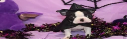 Boston Terrier dogs for sale: Minka - Ad 3