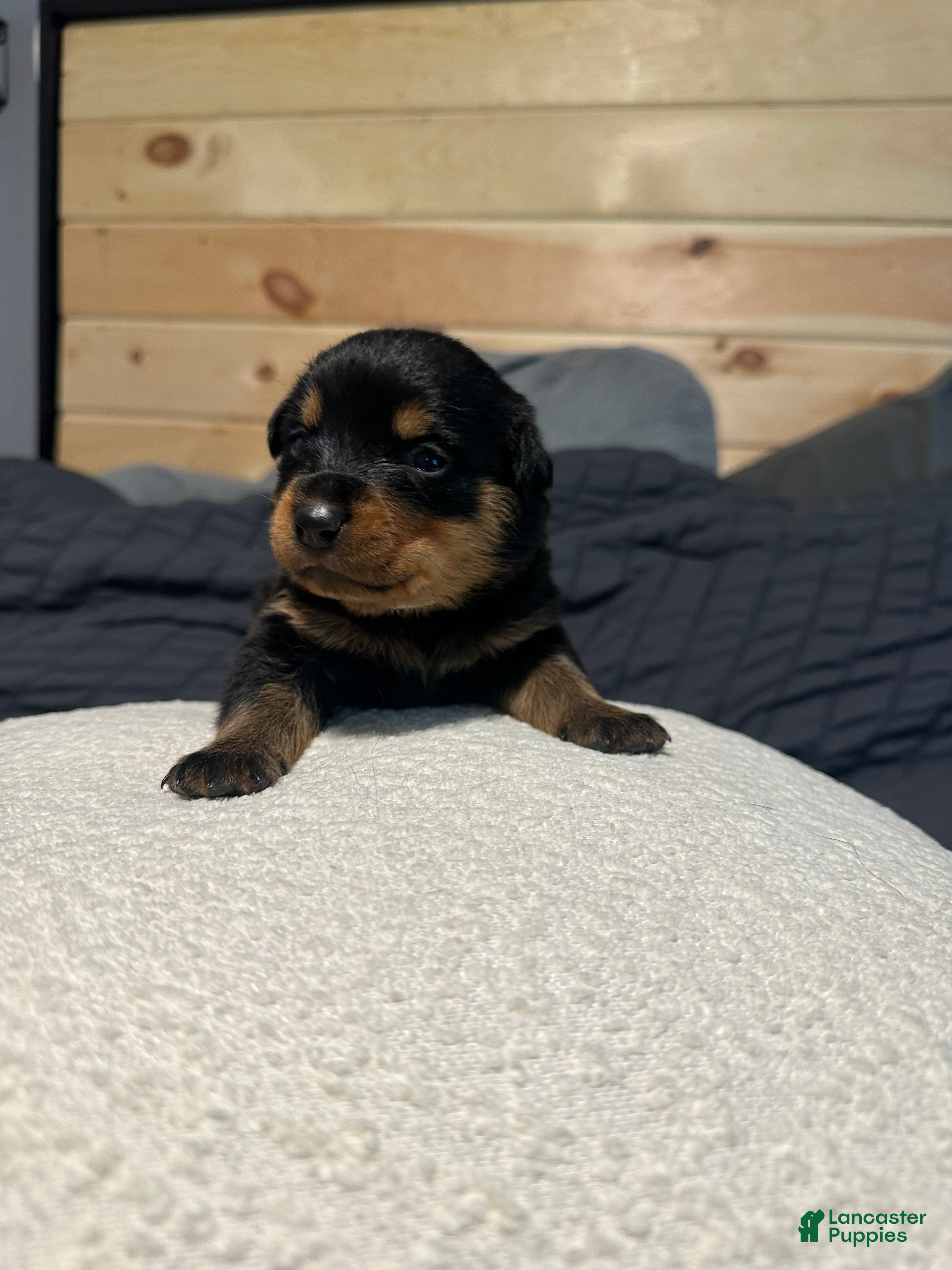 Rottweiler dogs Angel - Ad 14
