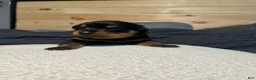Rottweiler dogs for sale: Angel - Ad 3
