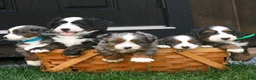 Mini Bernedoodle dogs for sale: Christy  - Ad 3