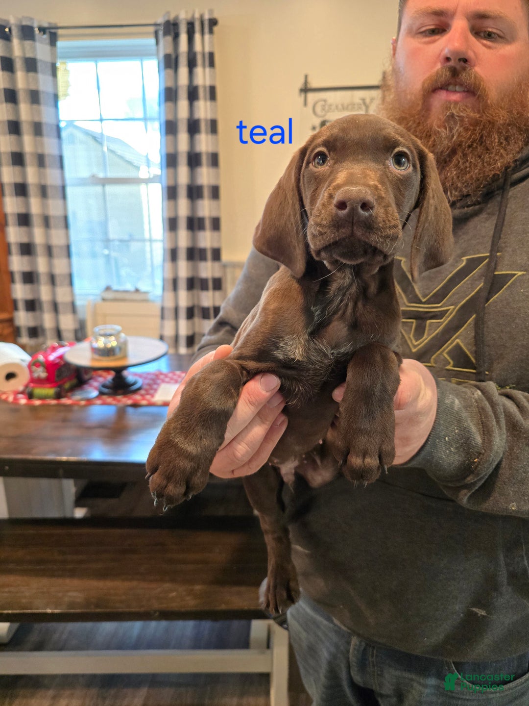 German Shorthaired Pointer dogs for sale: German Shorthaired Pointer Puppy 3 - Ad 1