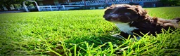 Havapoo dogs for sale: Baxter - Ad 17