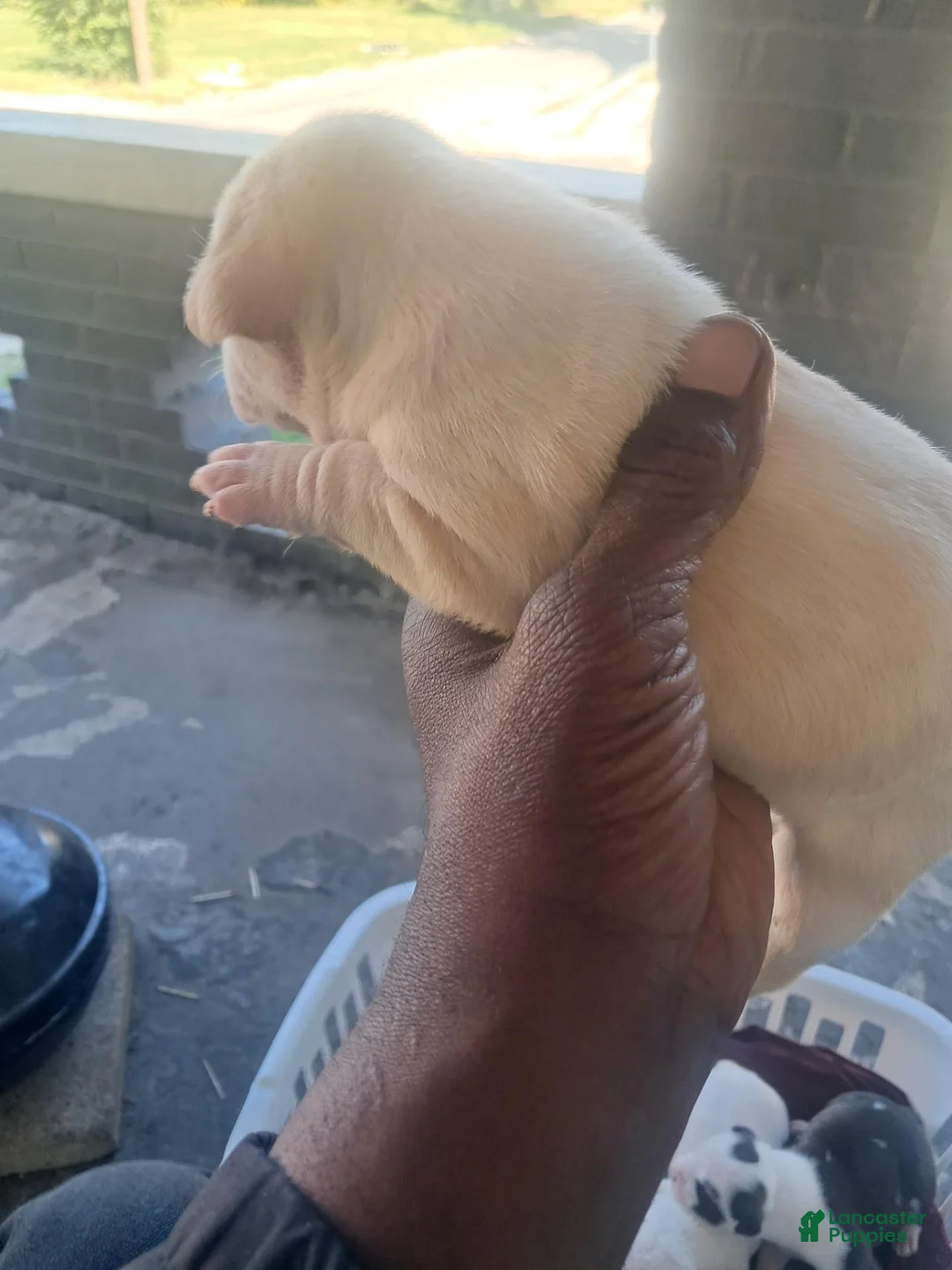American Pit Bull Terrier dogs for sale: American Pit Bull Terrier 2 - Ad 1