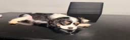 Cavalier King Charles Spaniel dogs for sale: Duke Jr. - Ad 2
