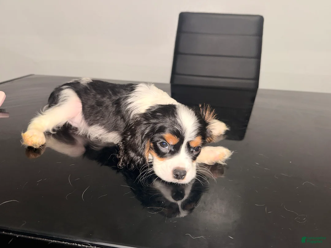 Cavalier King Charles Spaniel dogs for sale: Duke Jr. - Ad 2