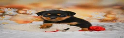 Rottweiler dogs for sale: Maggie - Ad 3