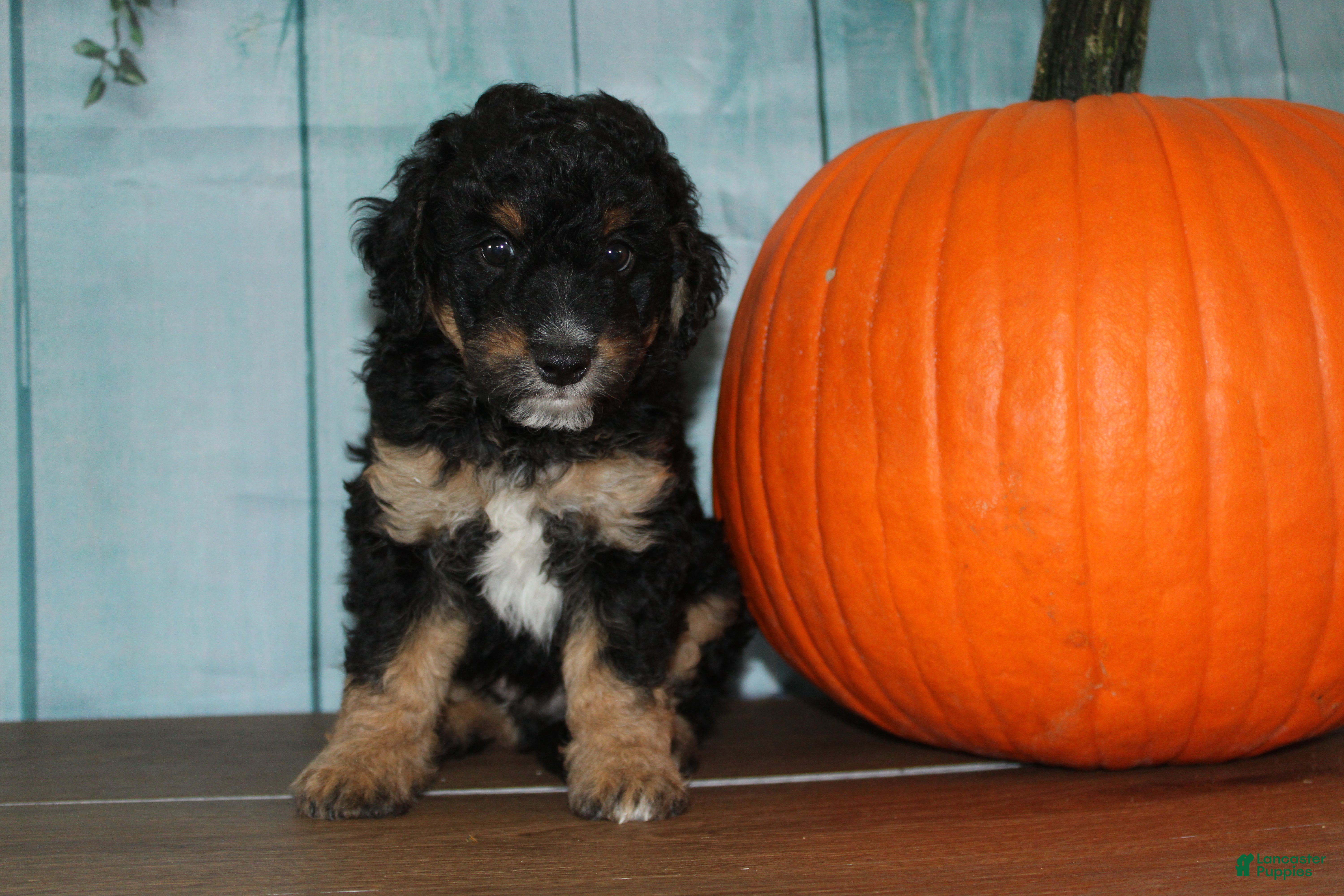 Mini Bernedoodle dogs Mini Bernedoodle 2 - Ad 2