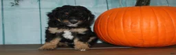 Mini Bernedoodle dogs for sale: Mini Bernedoodle 2 - Ad 2