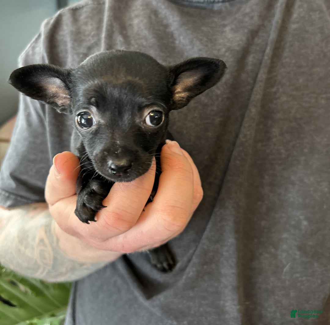 Mixed Breed dogs for sale: Tropical Night - Ad 7