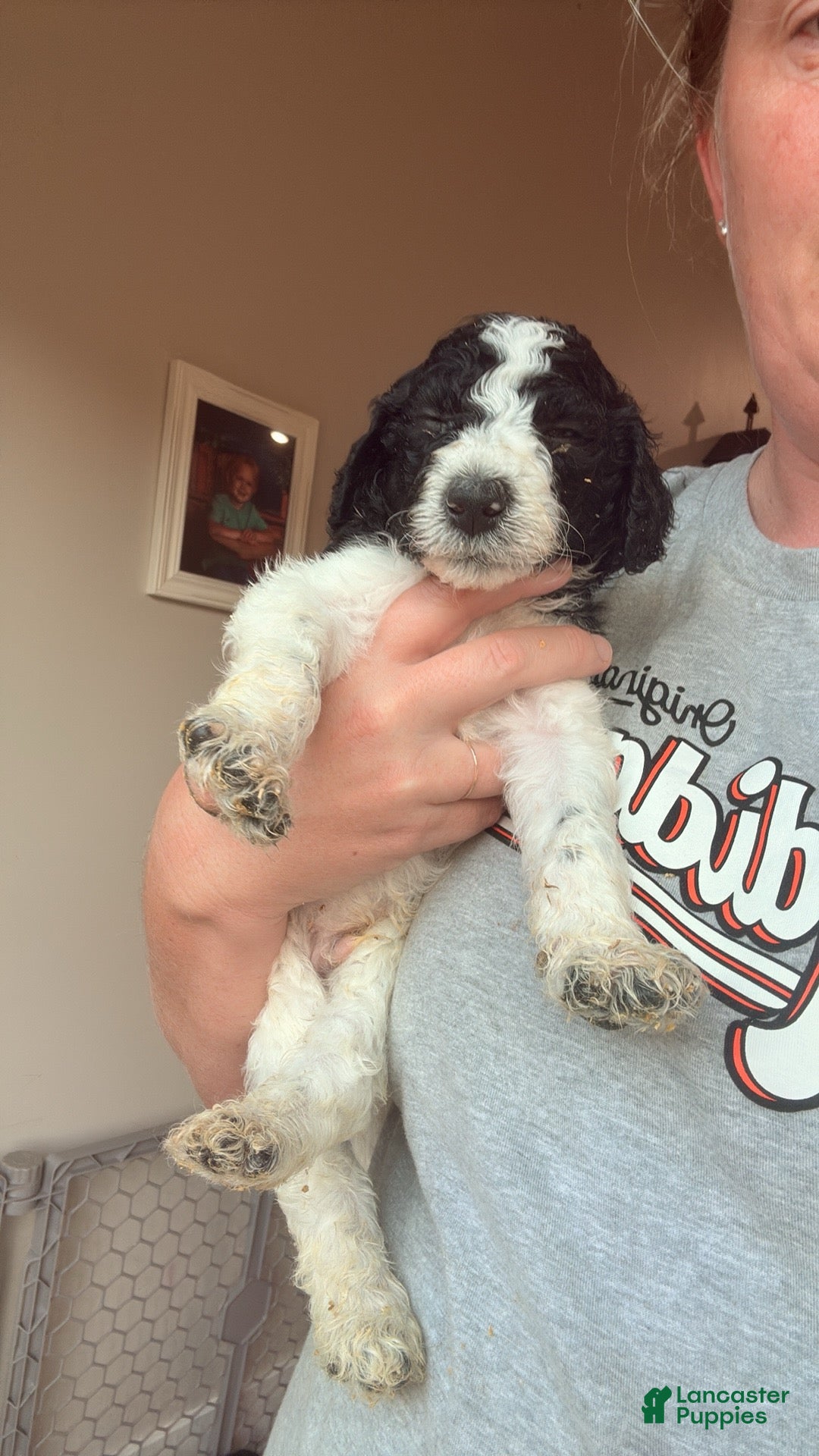 Standard Poodle dogs Brown collar - Ad 1