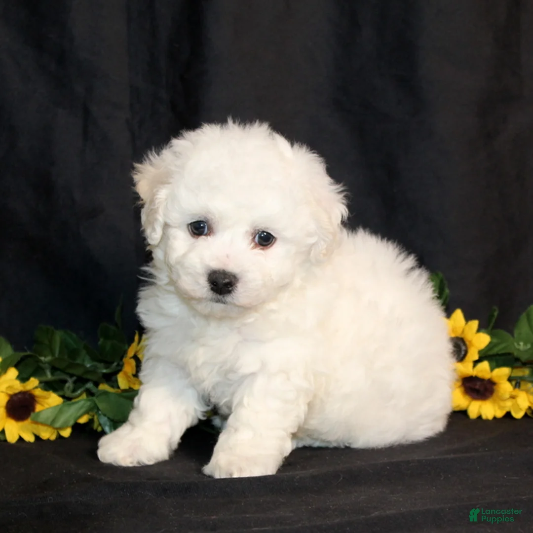 Bichon Frise dogs for sale: Carter - Ad 4