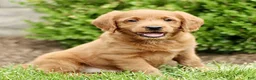 Labradoodle dogs for sale: Scott  - Ad 3