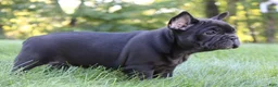French Bulldog dogs for sale: Bramble - Ad 3