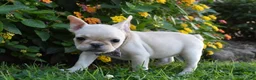 French Bulldog dogs for sale: Sonya  - Ad 2