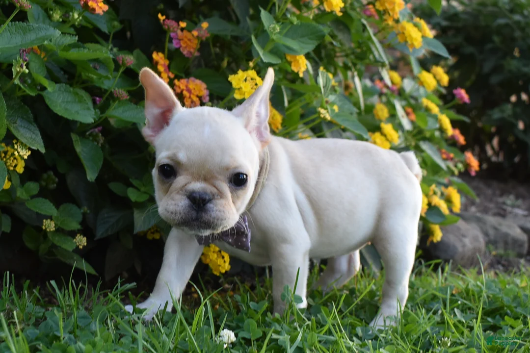 French Bulldog dogs for sale: Sonya  - Ad 2