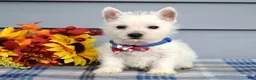 West Highland Terrier dogs for sale: Max - Ad 7