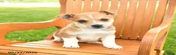 Jug dogs for sale: Kensley - Ad 3