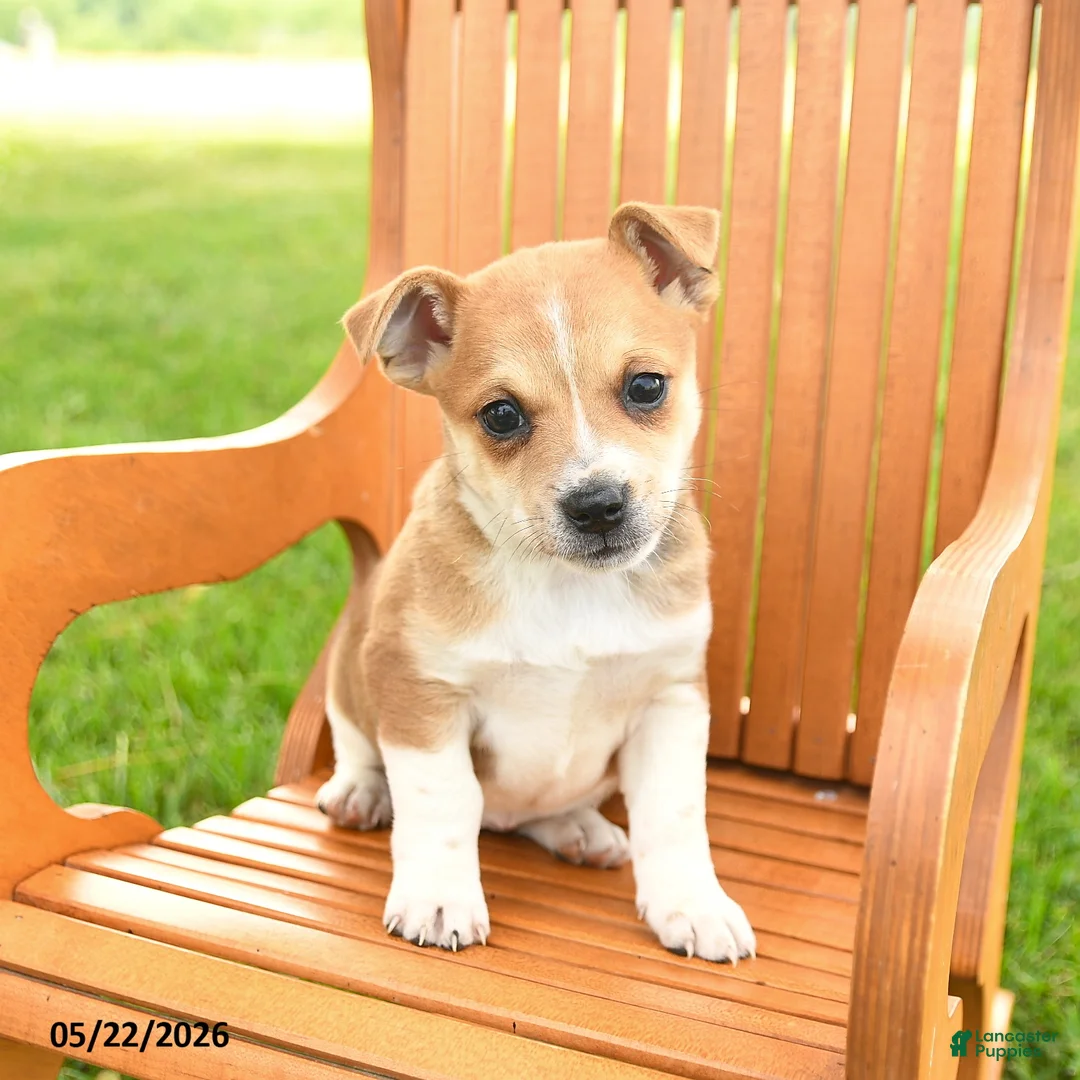 Jug dogs for sale: Kensley - Ad 3