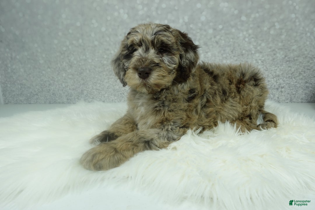 Newfypoo dogs for sale: Pearl - Ad 2