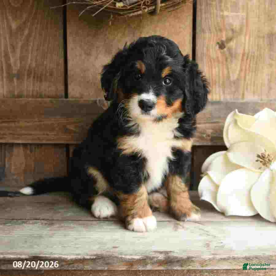 Mini Bernedoodle dogs Ranger - Ad 1