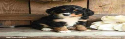 Mini Bernedoodle dogs for sale: Ranger - Ad 1