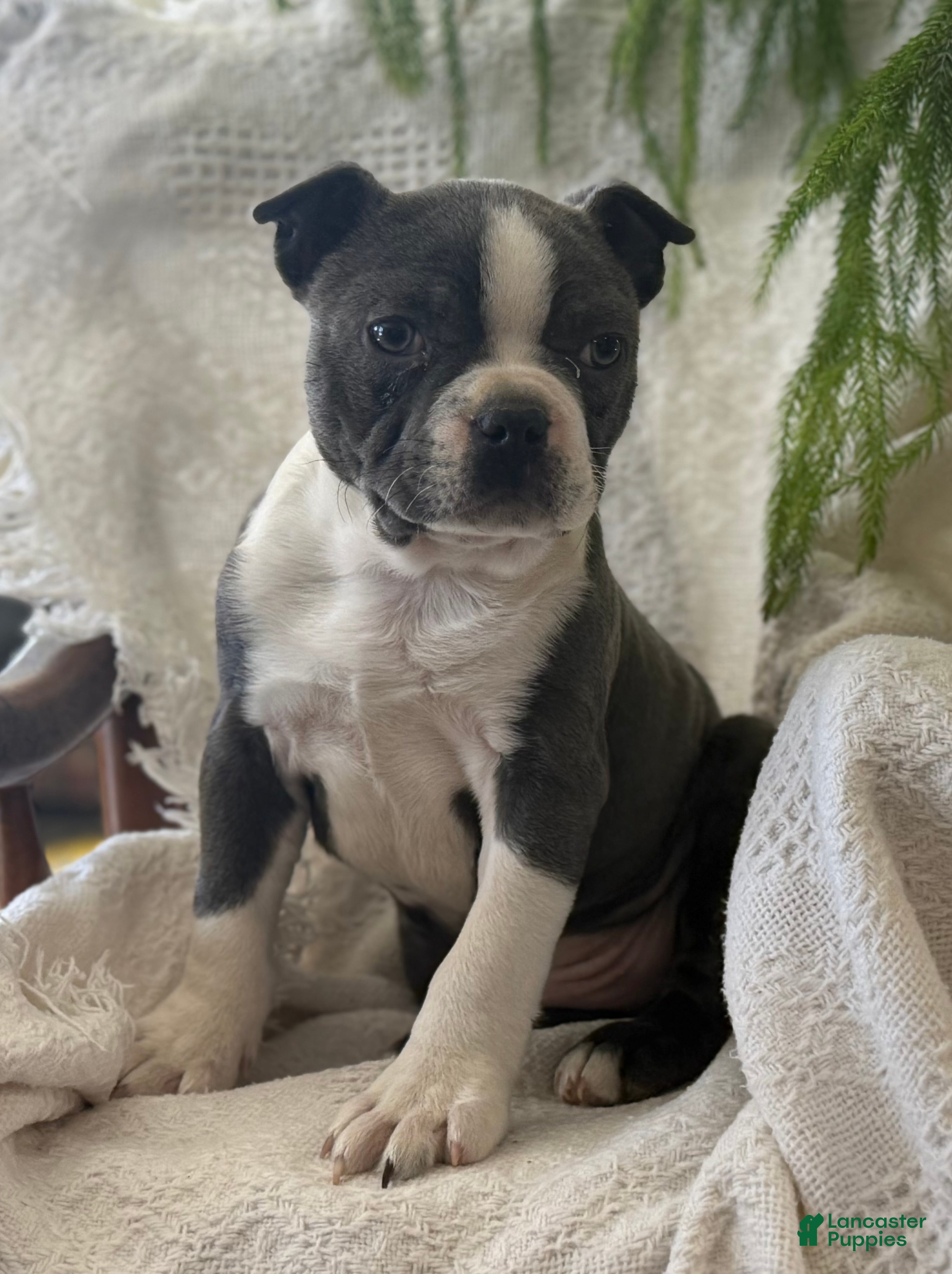 Boston Terrier dogs Ronnie - Ad 2