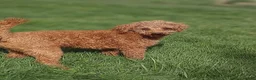 Cavapoo dogs for sale: Echo - Ad 8