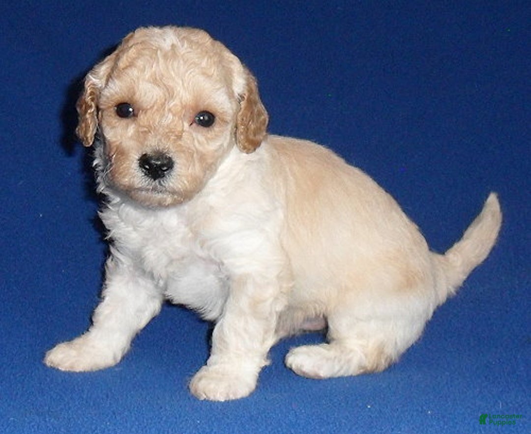 Shihpoo dogs for sale: Yogi - Ad 3
