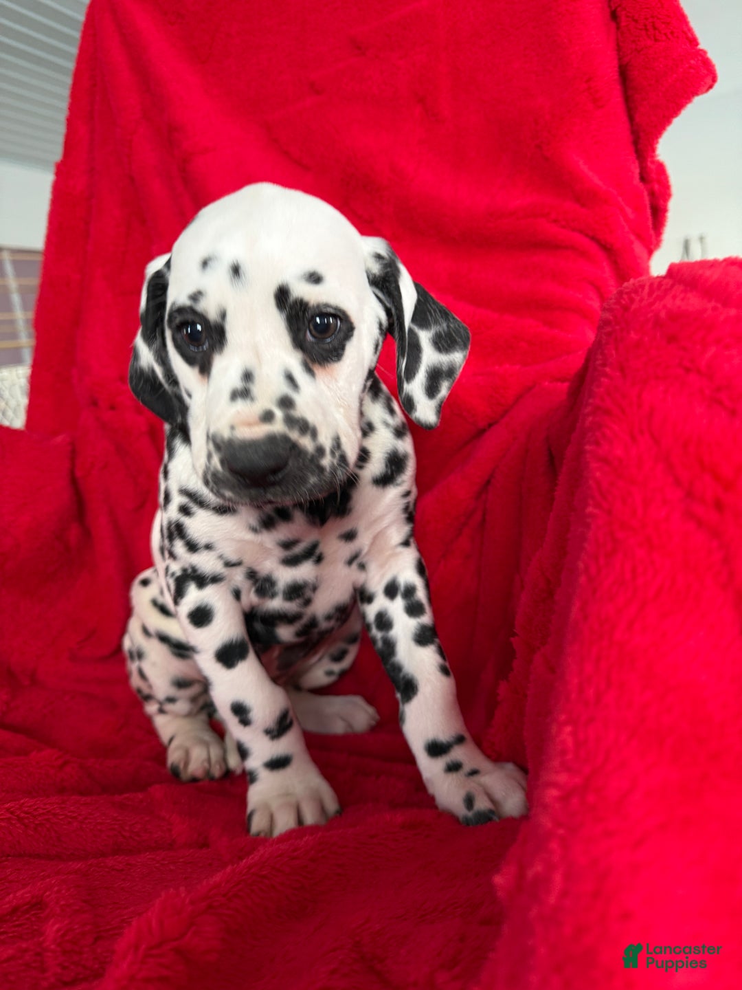 Dalmatian dogs for sale: Taylor - Ad 3