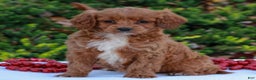 Cavapoo dogs for sale: Darcy  - Ad 2