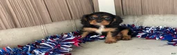 Cavalier King Charles Spaniel dogs for sale: Harmony Cavalier King Charles Spaniel  - Ad 8