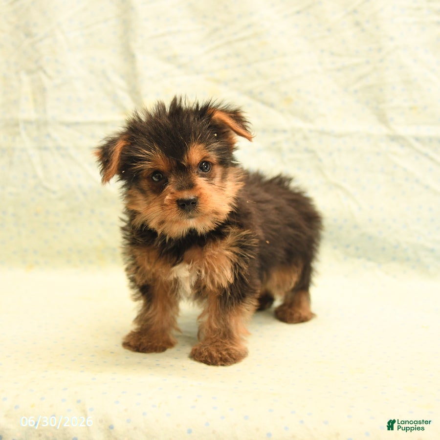 Yorkshire Terrier dogs Harry - Ad 2