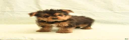 Yorkshire Terrier dogs for sale: Harry - Ad 2