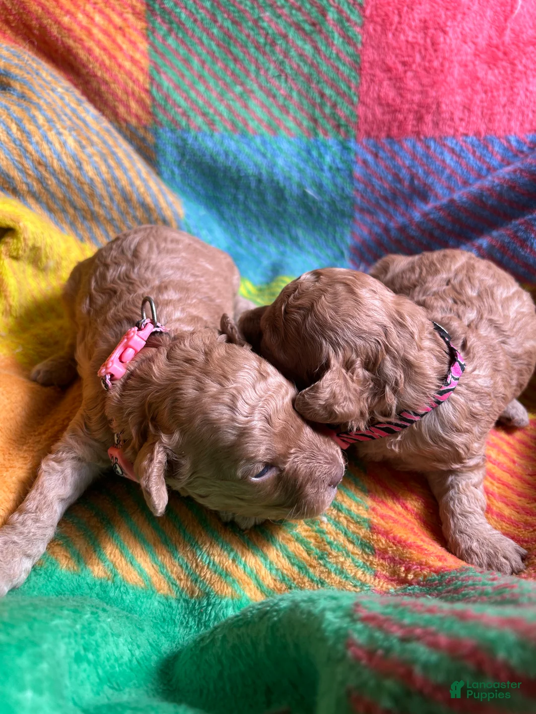 Cavapoo dogs for sale: Koda - Ad 1