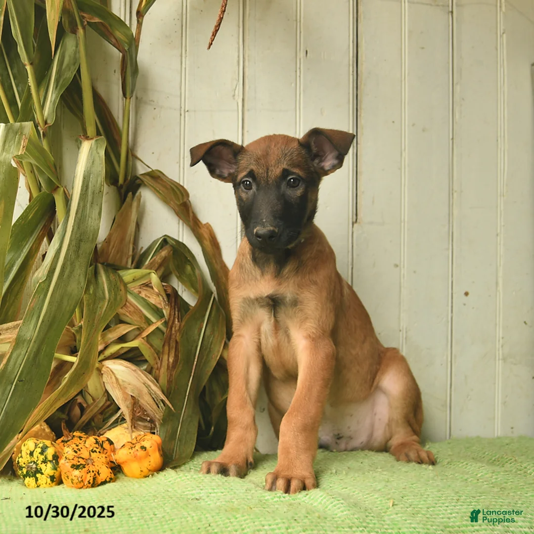 Belgian Malinois dogs for sale: Pablo  - Ad 20