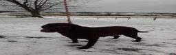 Labrador Retriever dogs for sale: Autumn - Ad 7