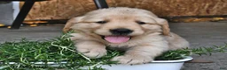 Mixed Breed dogs for sale: Toolie - Ad 1