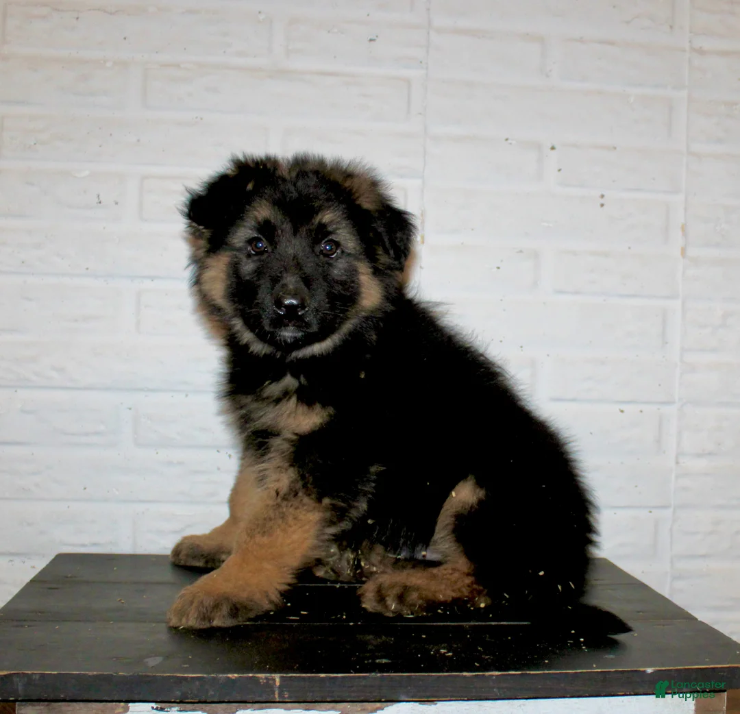 German Shepherd dogs for sale: Teton - Ad 3