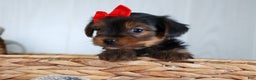 Yorkshire Terrier dogs for sale: CODY - Ad 15