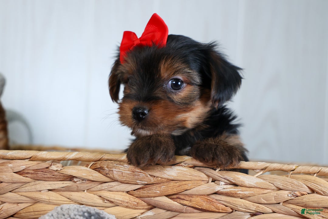 Yorkshire Terrier dogs for sale: CODY - Ad 15