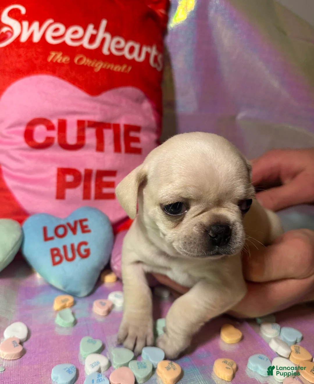 Pug dogs for sale: Sugar - Ad 5