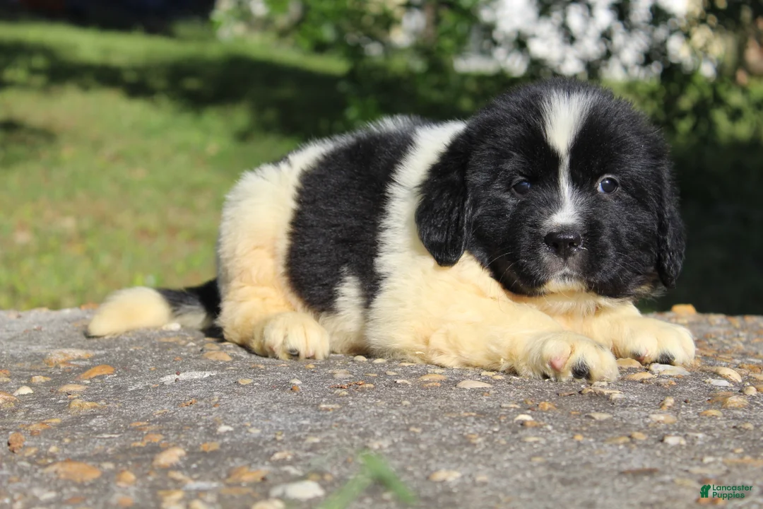 Newfoundland dogs for sale: Millie - Ad 1