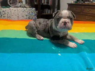 Frenchton dogs for sale: Johny - Ad 2