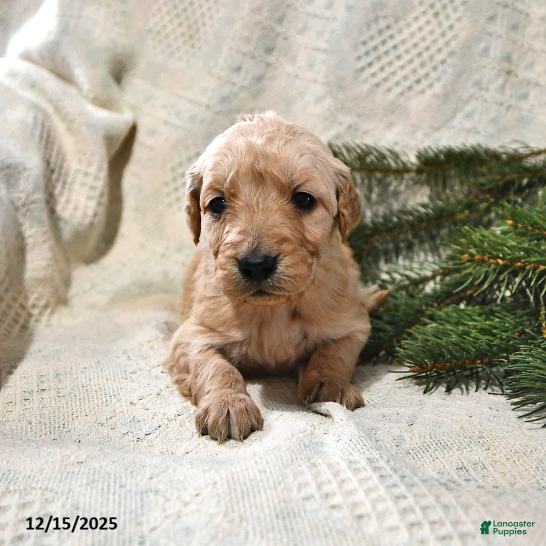 Goldendoodle dogs for sale: Holly - Ad 4