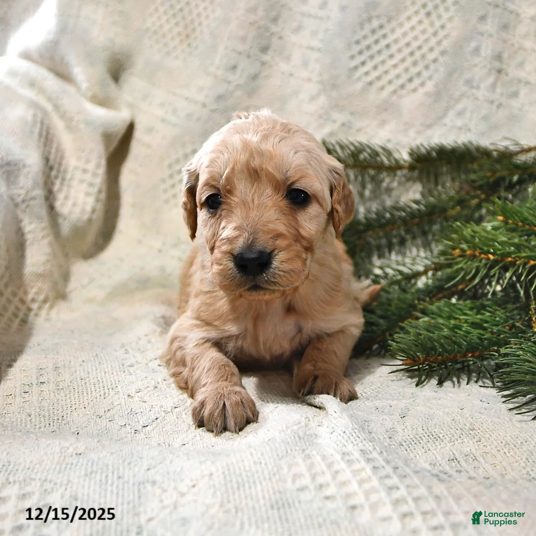 Goldendoodle dogs for sale: Holly - Ad 15