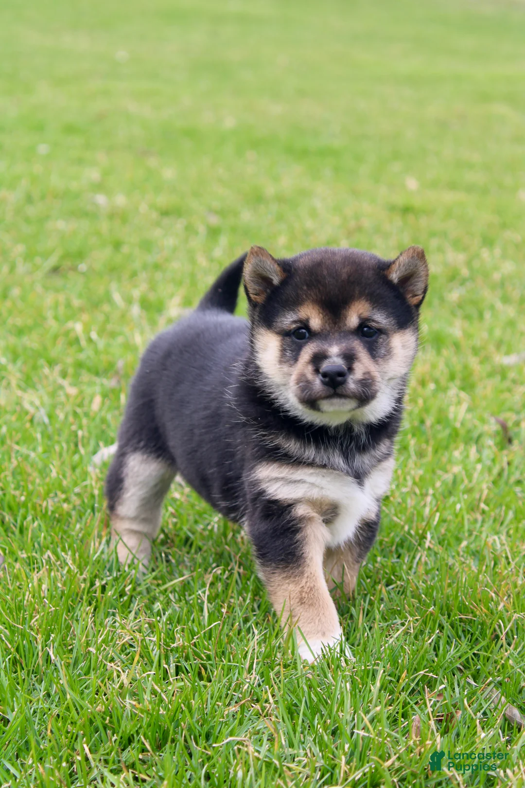 Shiba Inu dogs for sale: Teagan - Ad 2