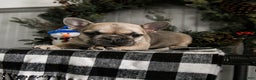 French Bulldog dogs for sale: Daisy - Ad 2