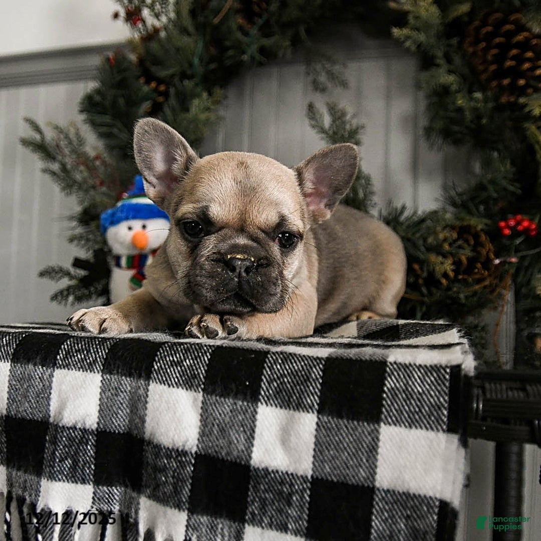 French Bulldog dogs for sale: Daisy - Ad 2