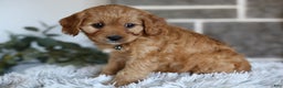 Cavapoo dogs for sale: Mochi - Ad 8
